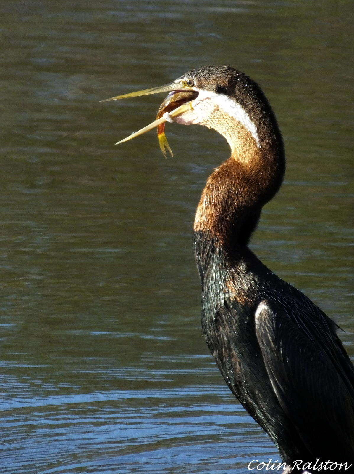 Image of Anhinga rufa rufa (Daudin 1802)