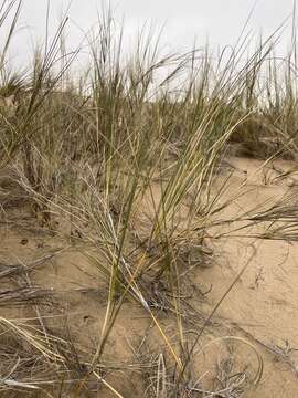 Image of Namib Dune Bushman Grass