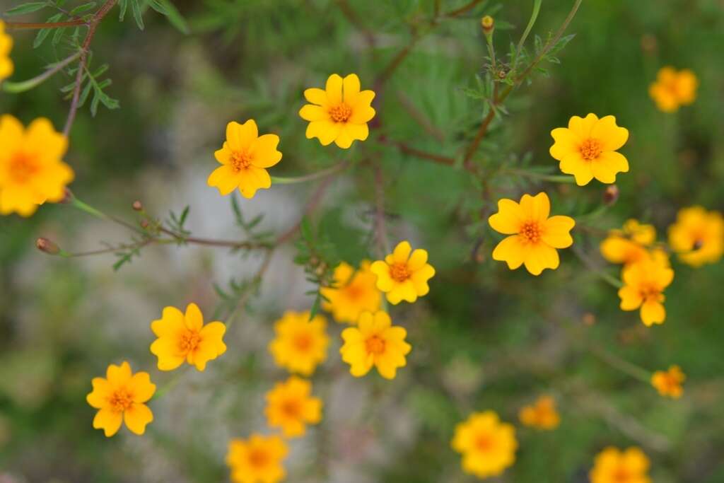 Tagetes tenuifolia Cav. resmi