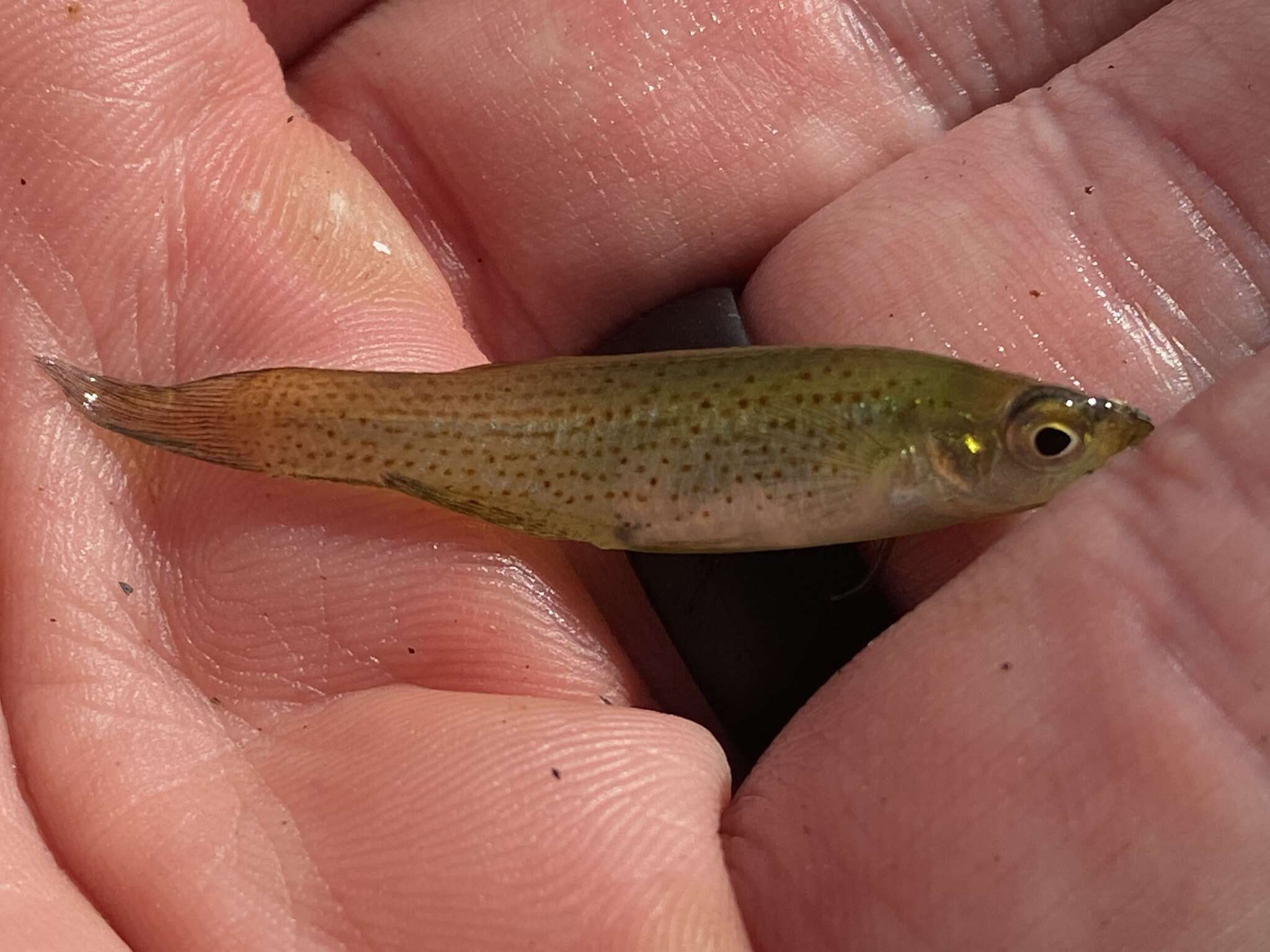 Image of Western starhead topminnow