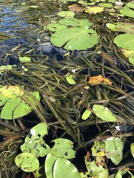 Imagem de Sagittaria subulata (L.) Buchenau