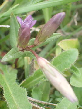 Imagem de Gentianella amarella subsp. amarella