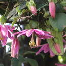Image de Passiflora pilosicorona Sacco