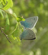 Imagem de Glaucopsyche lycormas (Butler 1866)