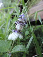 Image of Platostoma rotundifolium (Briq.) A. J. Paton