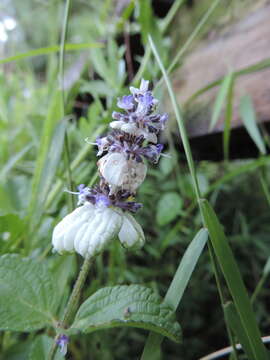 Imagem de Platostoma rotundifolium (Briq.) A. J. Paton