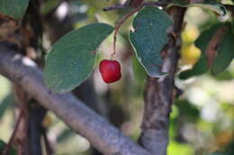 Image of Cotoneaster mongolicus Pojark.