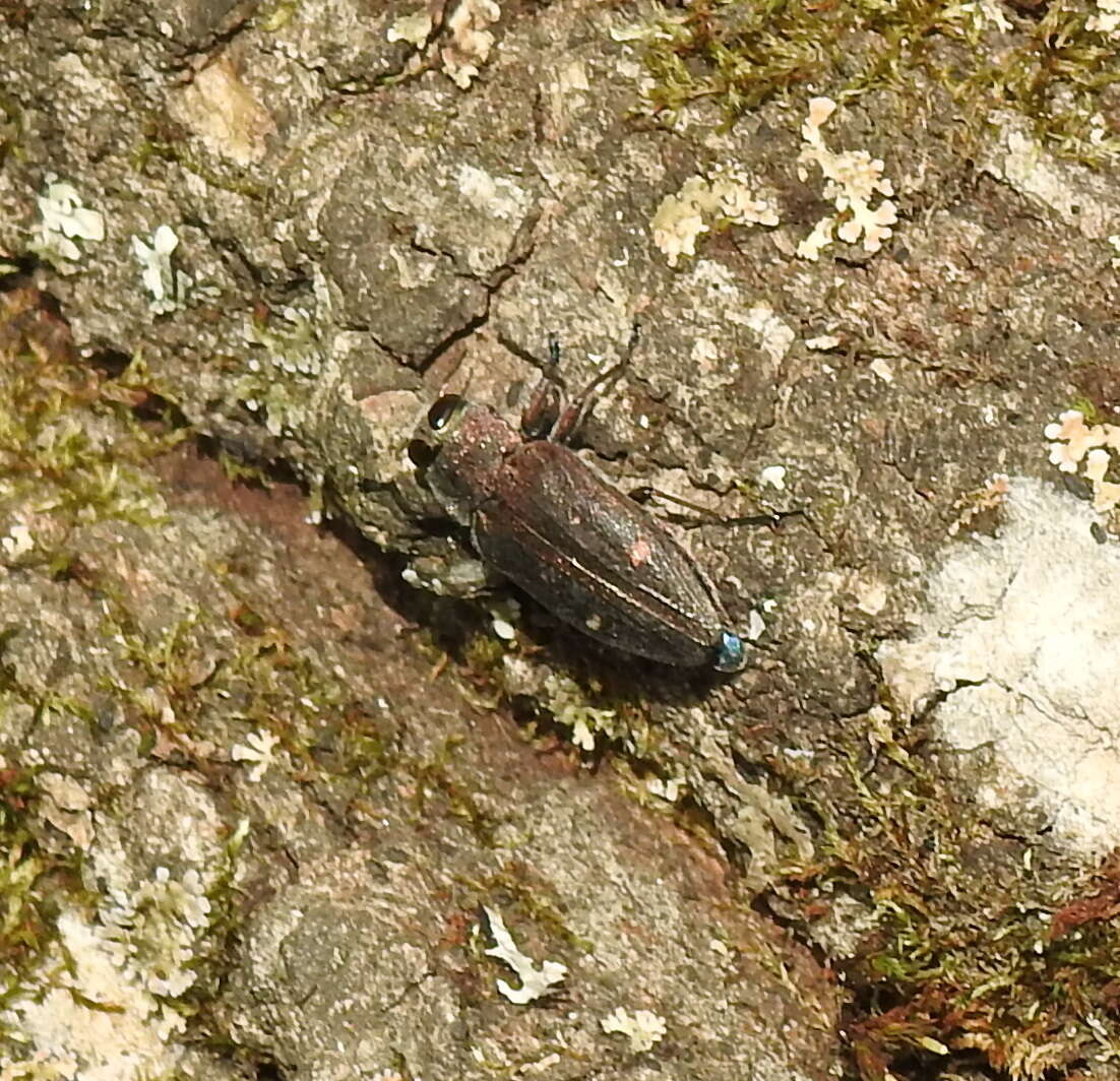 Image of Chrysobothris affinis (Fabricius 1794)