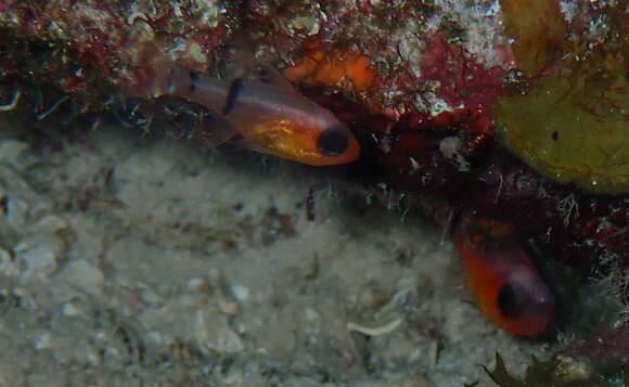 Image of Belted Cardinalfish