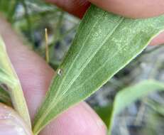 Image of velvety goldenrod