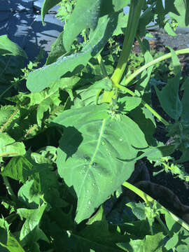 Image de Atriplex alaskensis S. Wats.