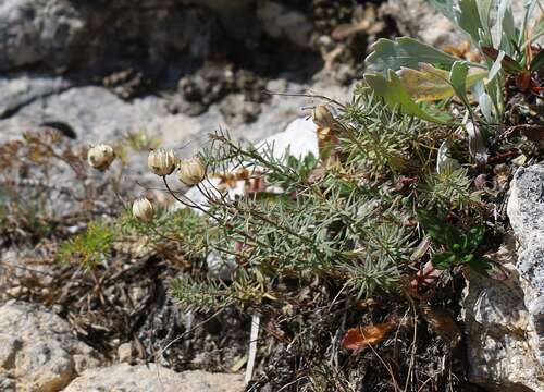 Imagem de Linum alpinum Jacq.