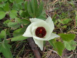 Image of Cienfuegosia rosei Fryxell