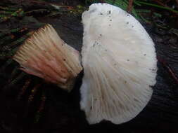 صورة Lactifluus wirrabara (Grgur.) Stubbe 2012