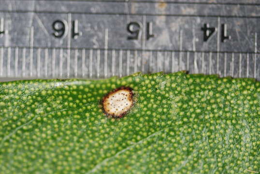 Image of Septoria colensoi Cooke 1886