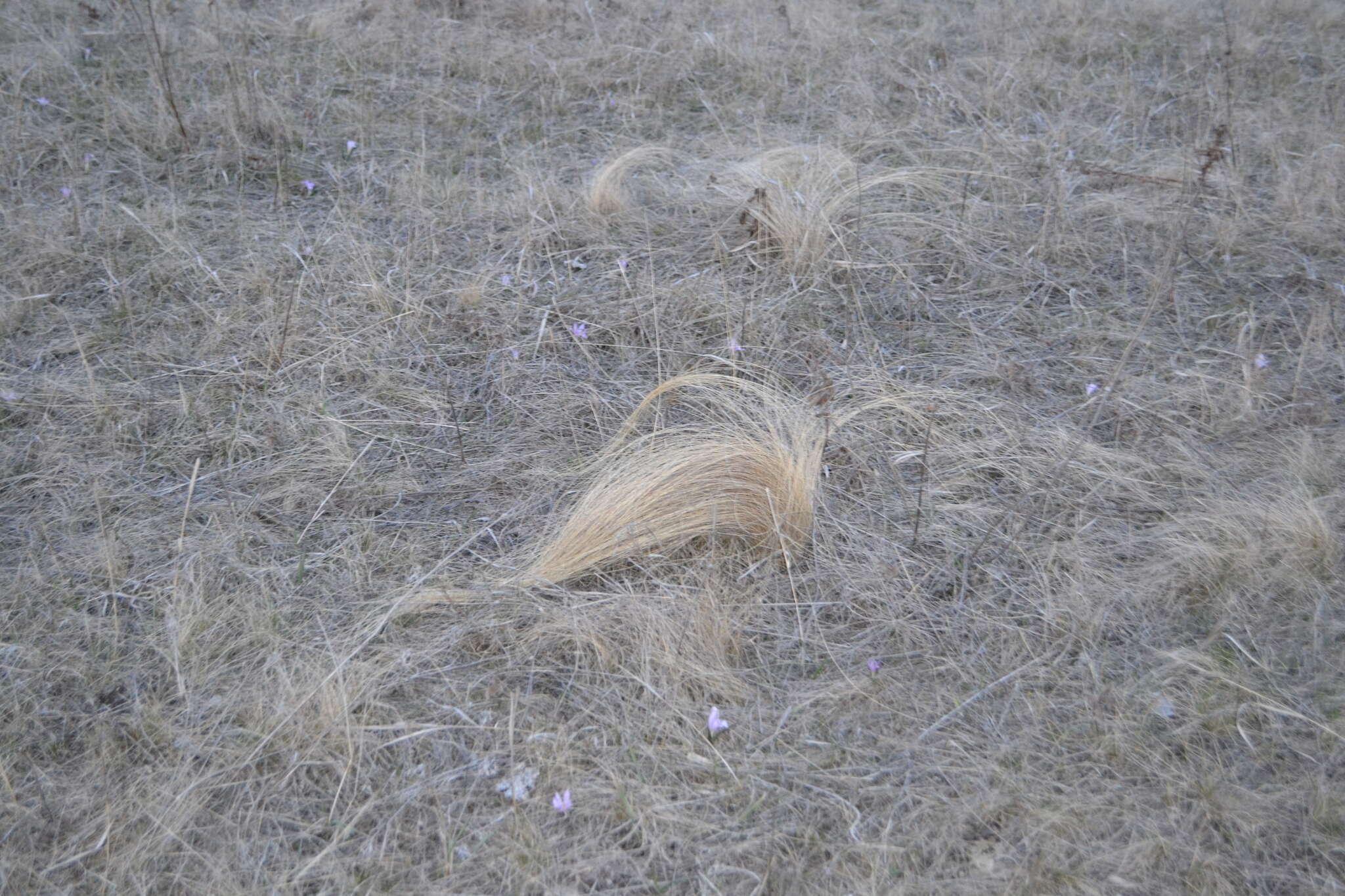 Image de Stipa tirsa Steven