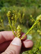 Image of Phylica excelsa Wendl.