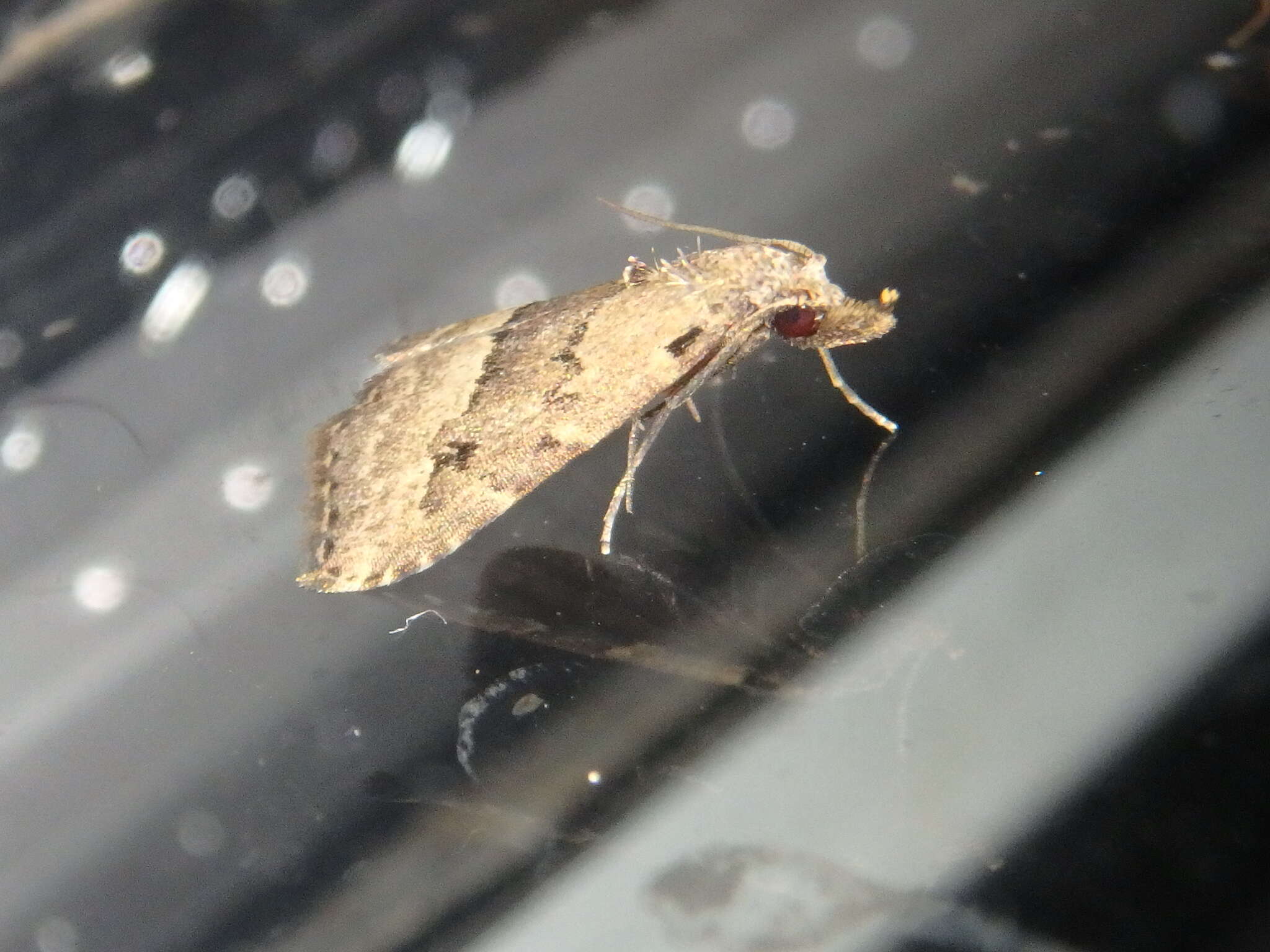 Image of White-line snout moth