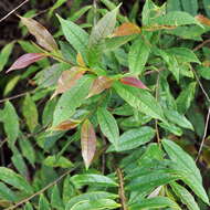 Image of Eurya acuminata DC.