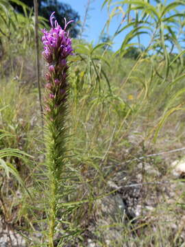 Image of blazing star