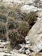 Image of Lloyd's hedgehog cactus