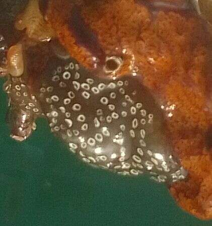 Image of Mottled Encrusting Tunicate