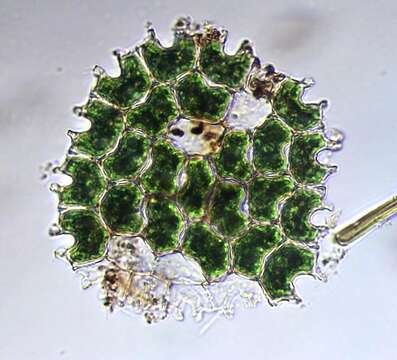 Image of Pediastrum angulosum