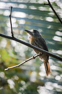 Image of White-whiskered Puffbird