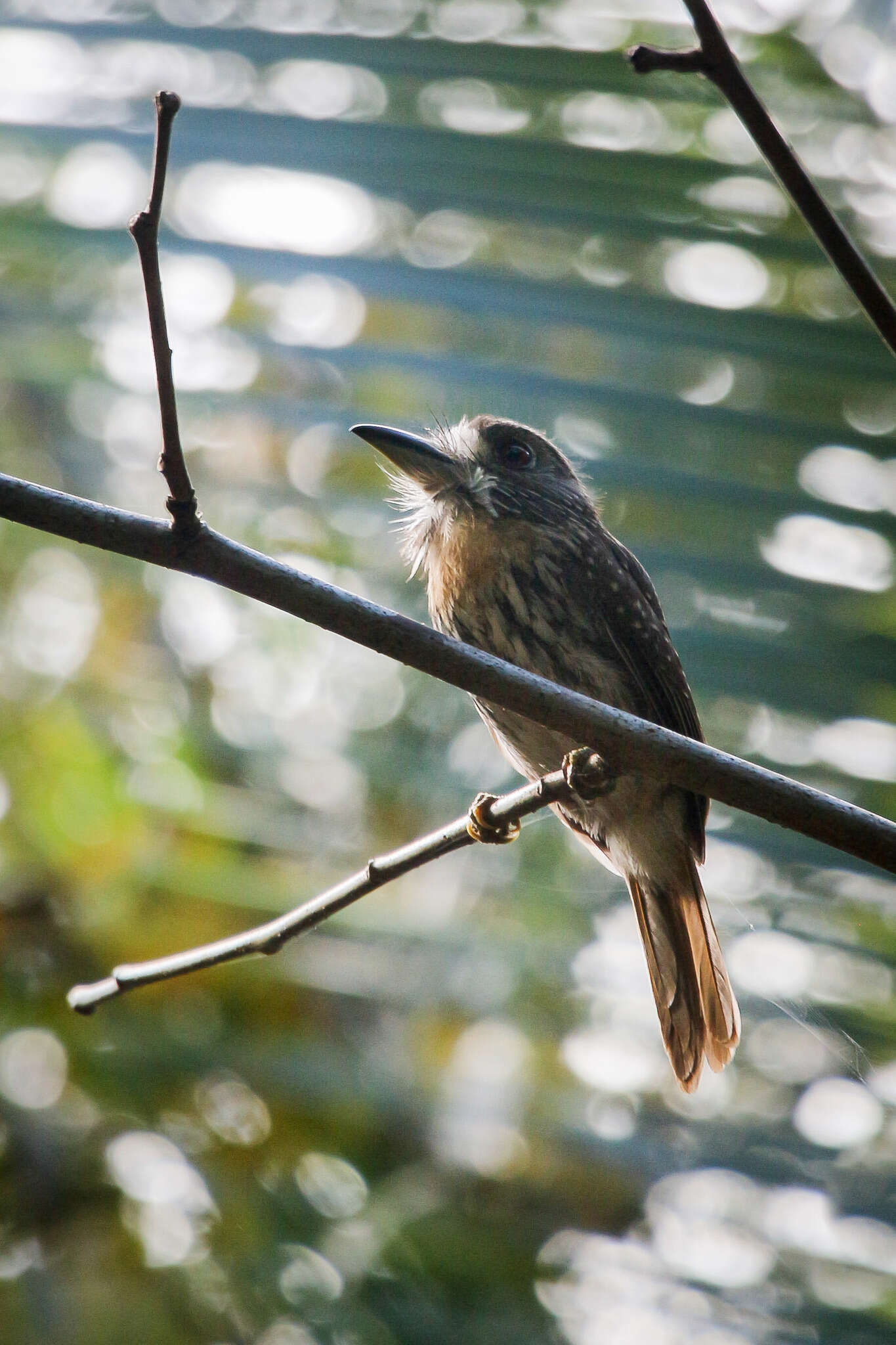 Image of White-whiskered Puffbird