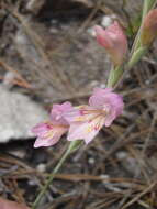 Image of Gladiolus brevifolius Jacq.