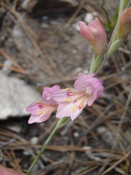 Image of Gladiolus brevifolius Jacq.