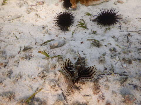 Image of Red Sea dwarf lionfish