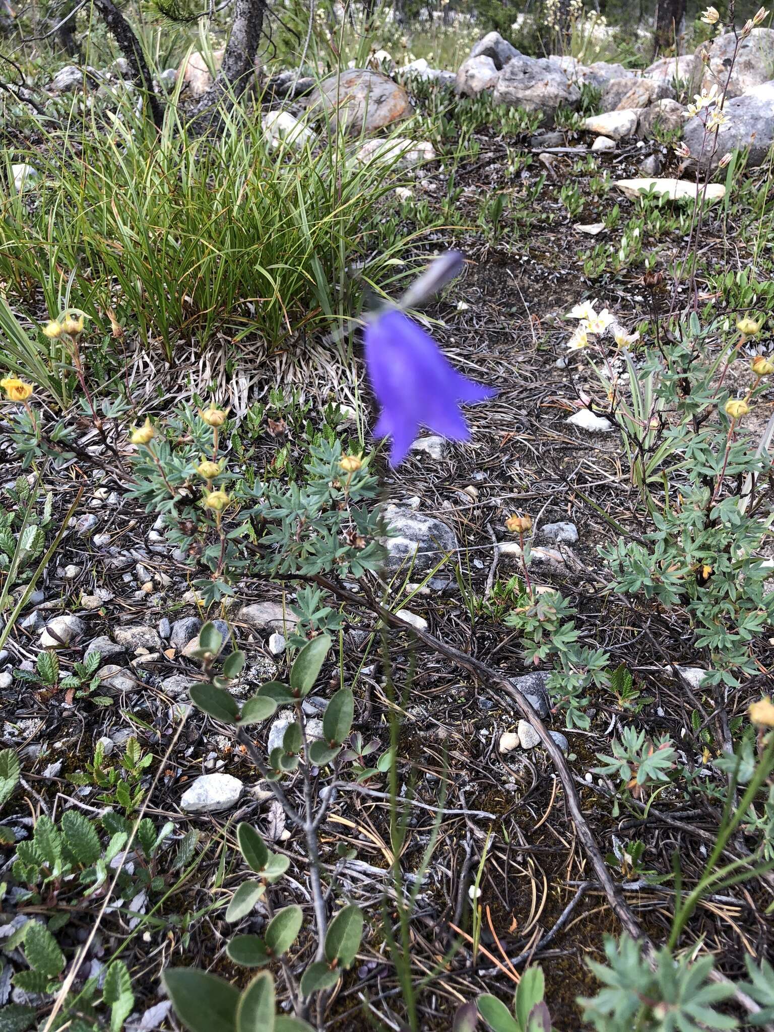 Imagem de Campanula alaskana (A. Gray) W. Wight ex J. P. Anderson