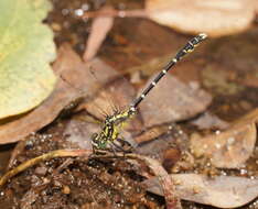 Image of Hemigomphus heteroclytus Selys 1854