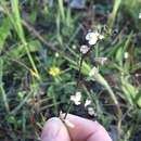 Image of Nemesia pinnata (L. fil.) E. Mey. ex Benth.