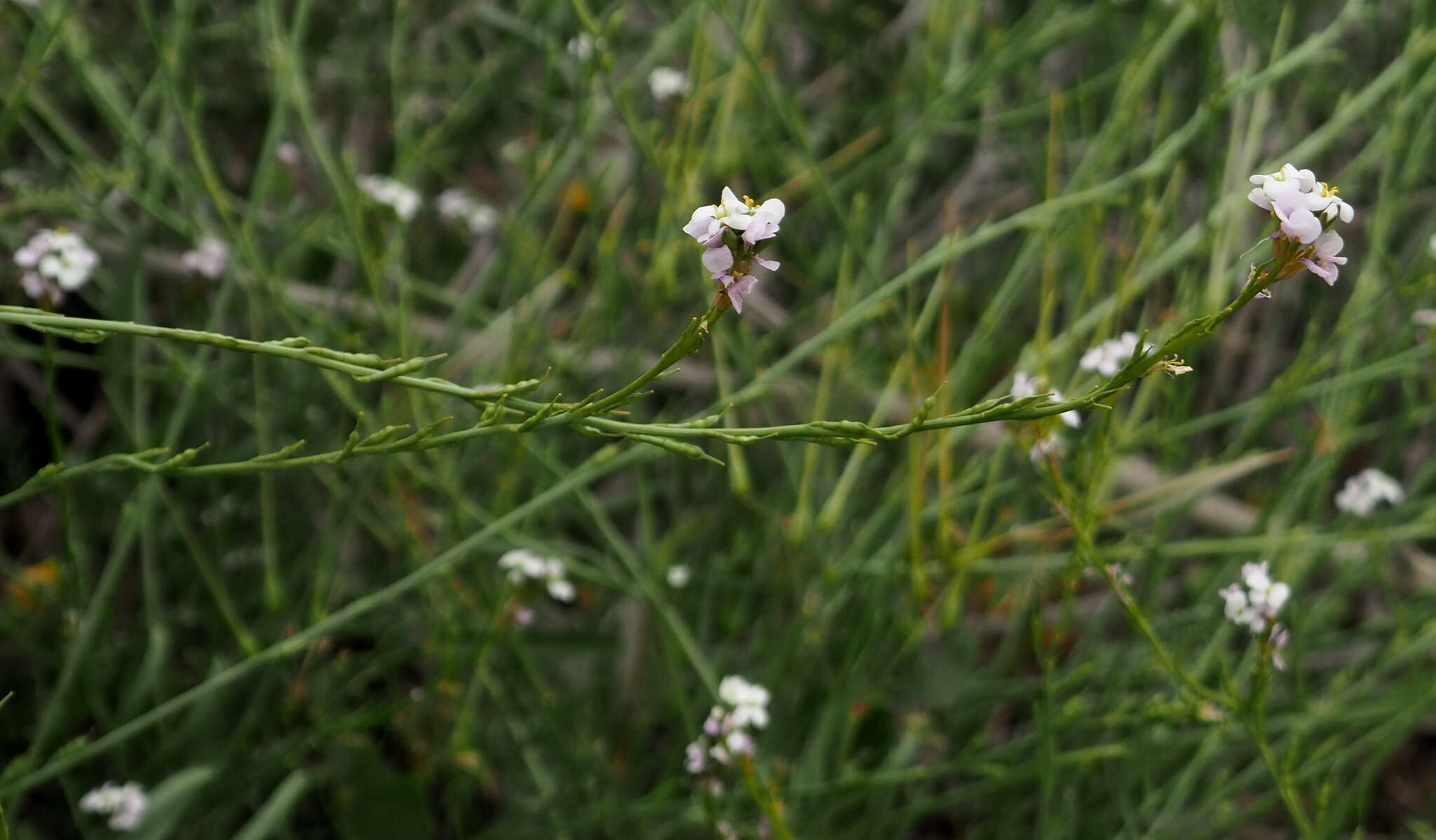 Image de Erucaria rostrata (Boiss.) A. W. Hill ex Greuter & Burdet