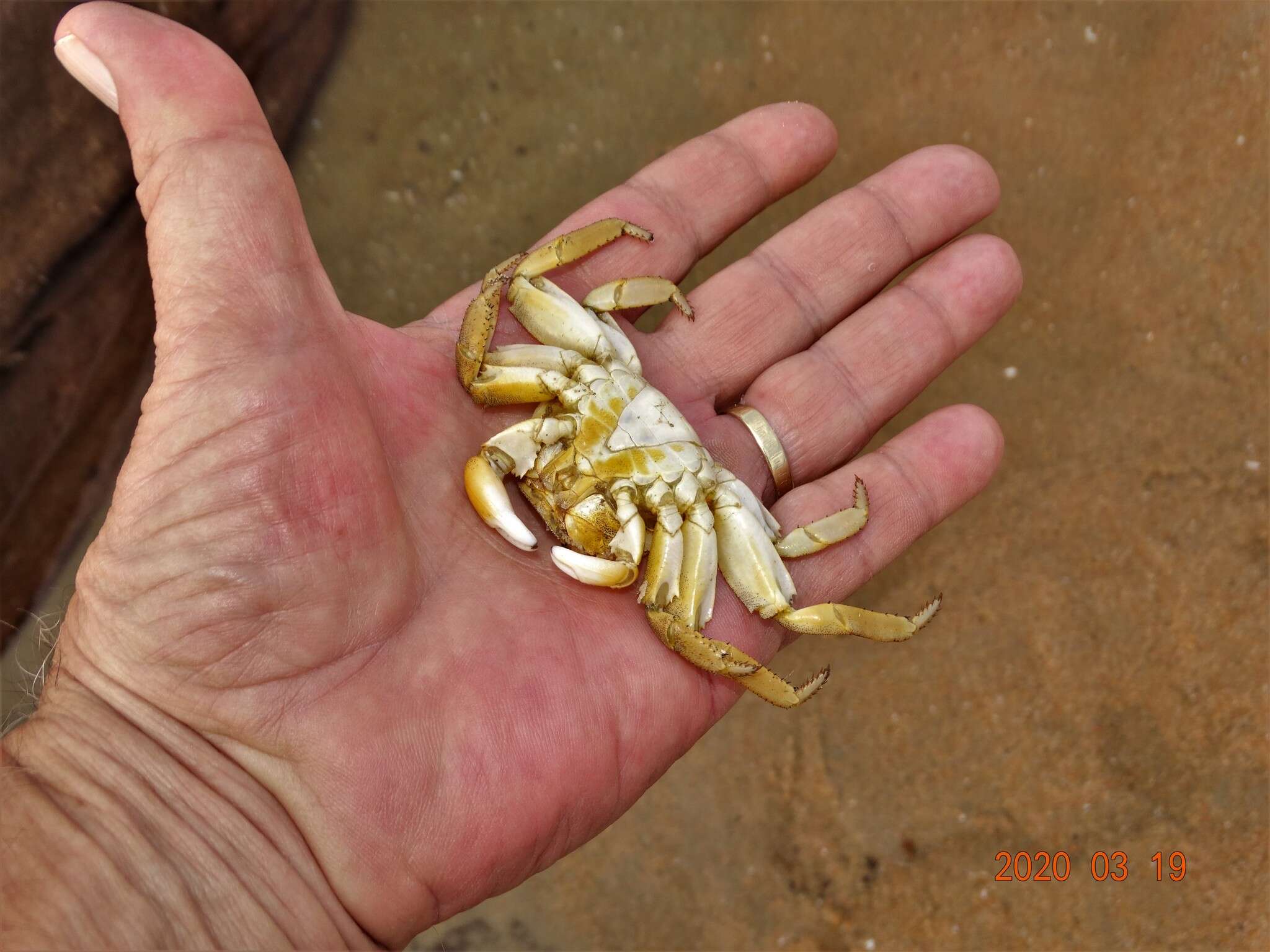 Image of Grapsus fourmanoiri Crosnier 1965