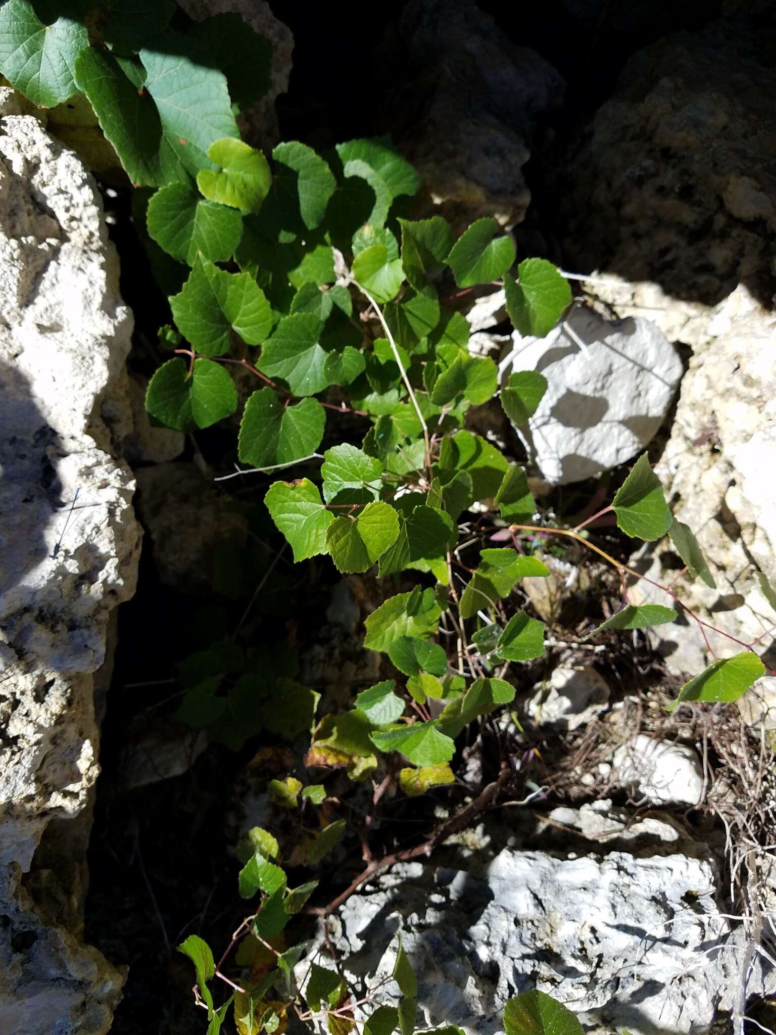 Image of Vitis berlandieri Planch.