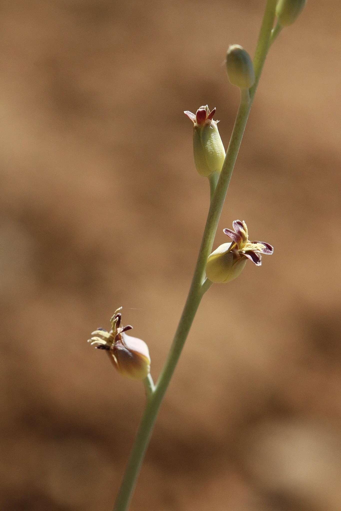 Слика од Streptanthus cordatus subsp. piutensis (J. Howell) D. W. Taylor