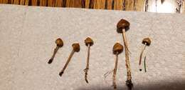 صورة Protostropharia luteonitens (Fr.) Redhead 2014