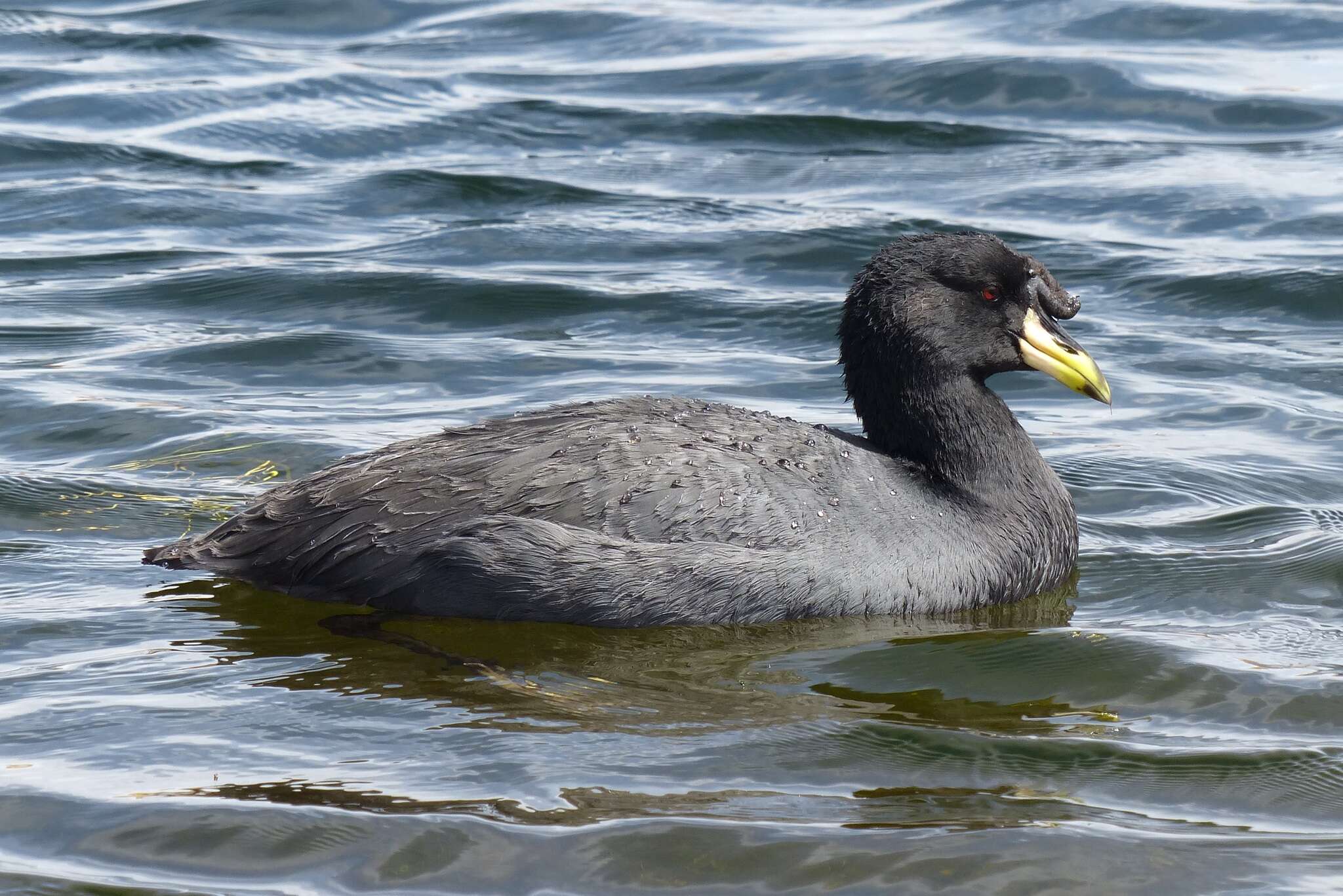 Image of Horned Coot