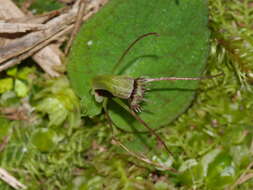 Image de Corybas oblongus (Hook. fil.) Rchb. fil.