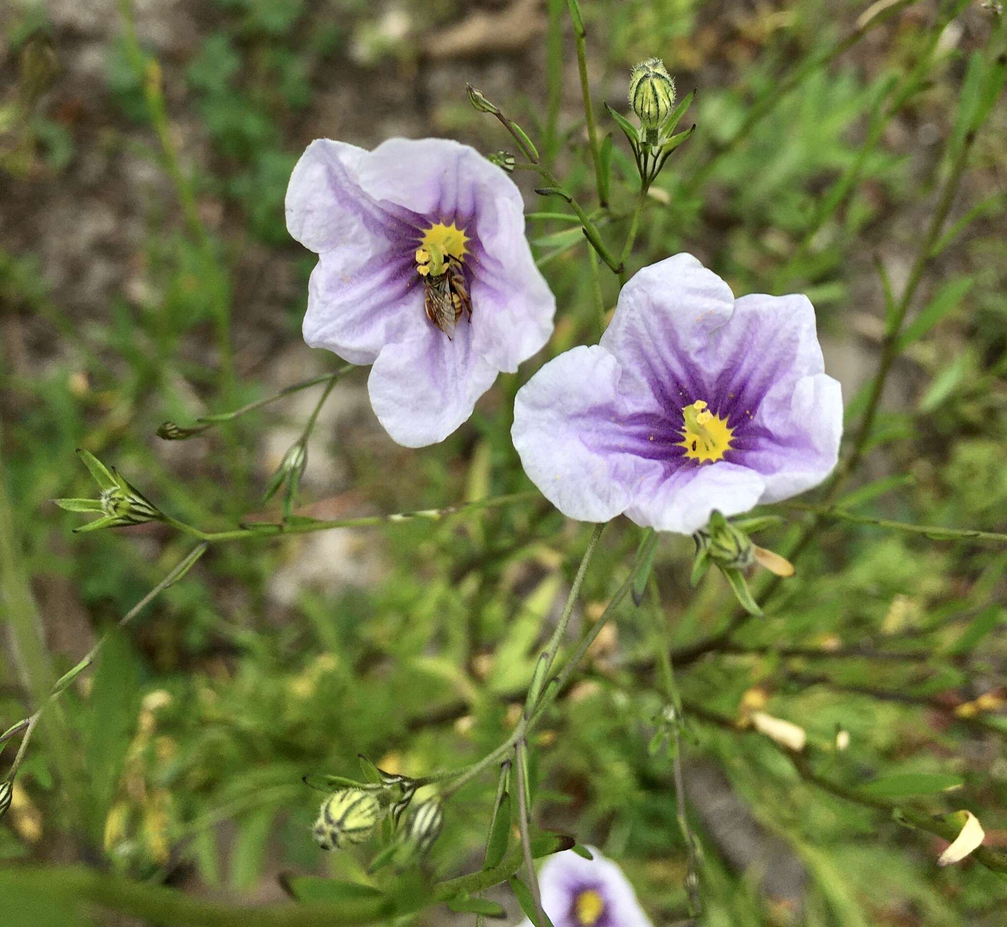 Image of broom cupflower