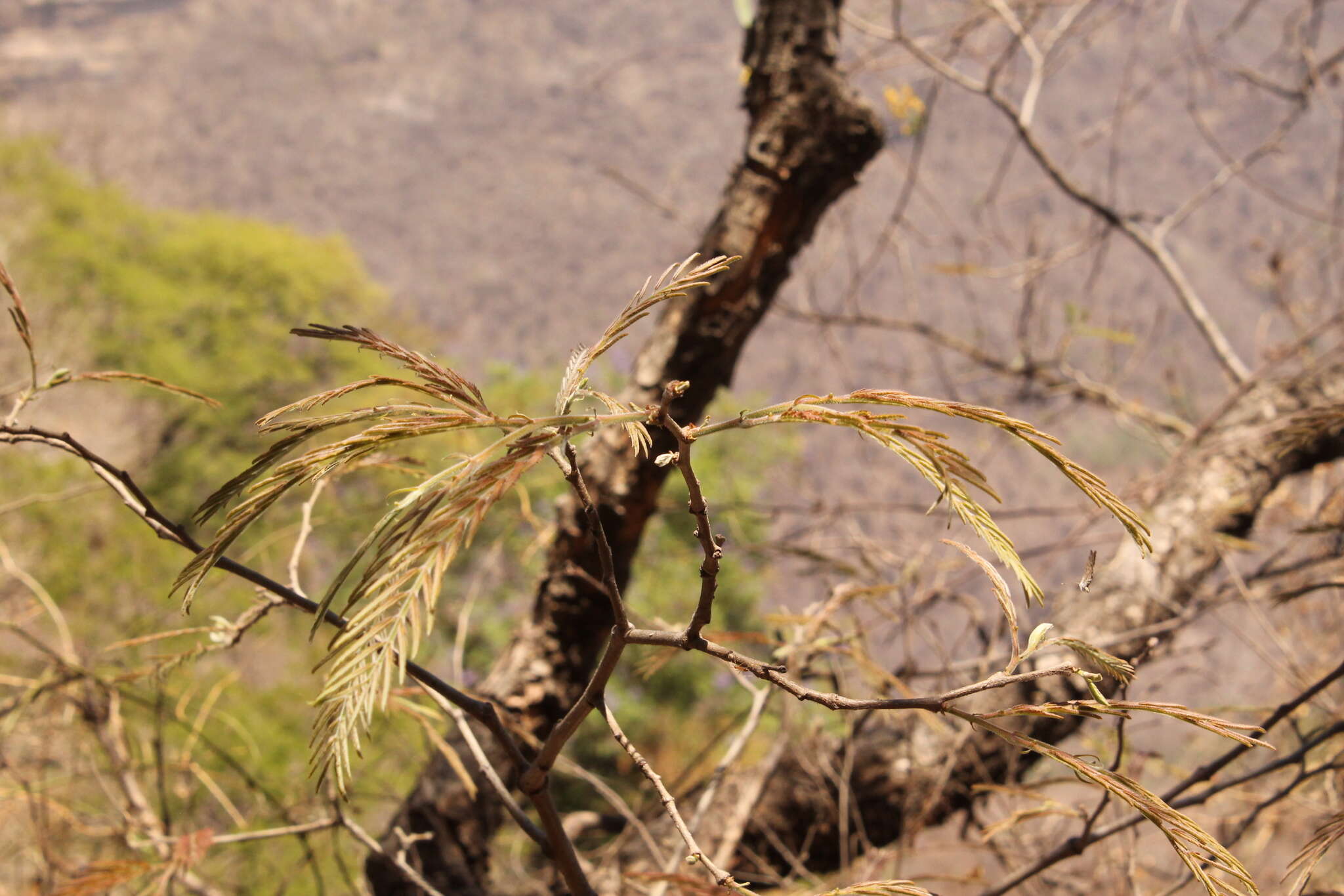 Image of Lysiloma acapulcense (Kunth) Benth.