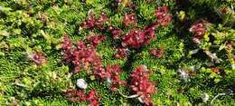 Image of Drosera uniflora Willd.