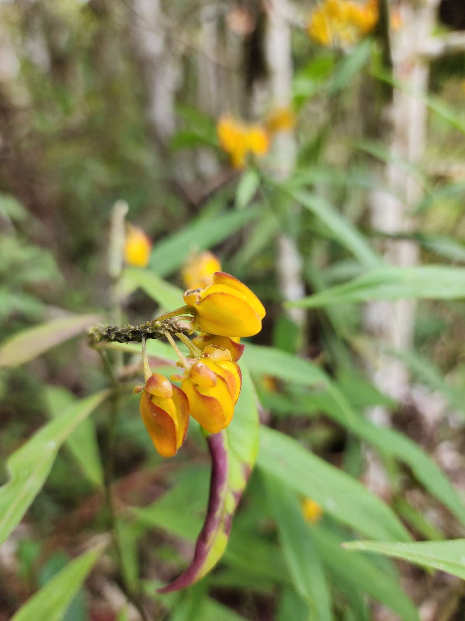 Слика од Caamembeca oxyphylla (DC.) J. F. B. Pastore