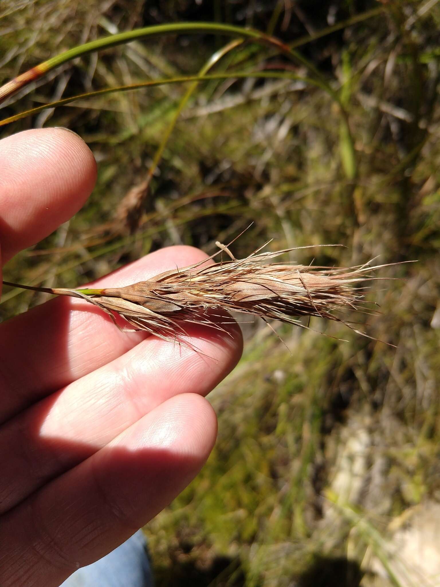 Tetraria bromoides (Lam.) H. Pfeiff.的圖片