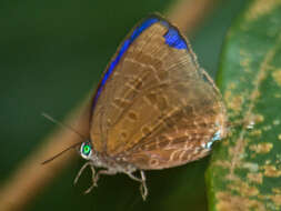 Image of Arhopala milleri Corbet 1941