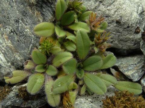 Image de Myosotis lyallii subsp. lyallii