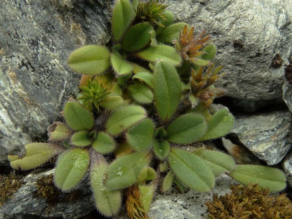 Image of Myosotis lyallii subsp. lyallii